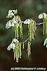Quercus alba flowers