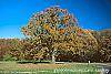 Quercus alba fall color