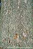 Quercus alba bark