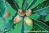 Quercus glandulifera fruit