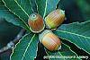 Quercus glandulifera fruit