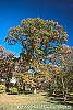 Quercus macrocarpa fall color