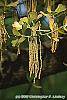 Quercus marilandica flowers
