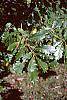 Quercus muehlenbergii leaves