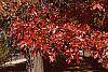 Quercus palustris fall color