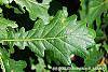 Quercus robur leaves