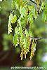 Quercus rubra flowers