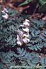 Dicentra cucullaria flowers