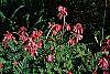 Dicentra exima habit