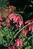 Dicentra exima flowers