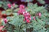 Dicentra formosa 'Bacchanal' flowers