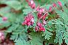 Dicentra formosa 'Bacchanal' flowers