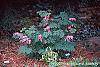 Dicentra spectabilis habit