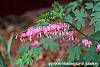 Dicentra spectabilis flowers
