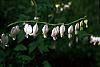 Dicentra spectabilis 'Alba'