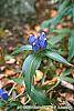Gentiana andrewsii flowers