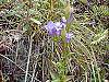 Gentiana crinita habit