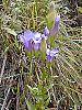 Gentiana crinita flowers