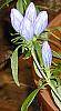 Gentiana linearis flowers