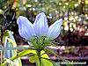 Gentiana saponaria flowers