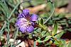 Gentiana septemfida flowers