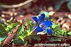 Gentiana septemfida var. lagodechiana flowers