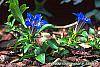 Gentiana septemfida var. lagodechiana flowers