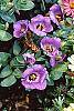 Lisianthus russellianus 'Forever Blue' flowers