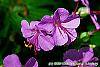 Geranium x cantagbrigiense 'Karmina' flowers