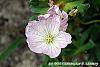 Geranium cinereum 'Apple Blossom' flowers
