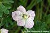 Geranium cinereum 'Apple Blossom' flowers