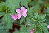 Geranium endressii 'Wargrave's Pink' flowers