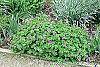 Geranium himalayense 'Gravetye' habit