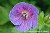 Geranium himalayense 'Gravetye' flowers