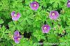 Geranium himalayense 'Gravetye' flowers