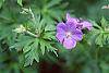 Geranium x 'Johnson's Blue' flowers
