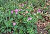 Geranium maculatum habit