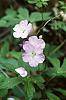 Geranium maculatum