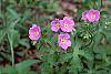 Geranium maculatum flowers