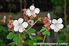 Geranium macrorrhizum 'Album' flowers