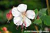 Geranium macrorrhizum 'Album' flowers