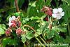 Geranium macrorrhizum 'Album' flowers