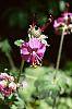 Geranium macrorrhizum 'Bevan's Variety'