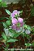 Geranium maculatum 'Chatto' flowers