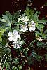 Geranium maculatum var. albiflorum 'Helen Gallagher' flowers