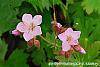 Geranium macrorrhizum 'Ingwersen's Variety' flowers