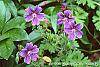Geranium x magnificum flowers