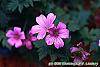 Geranium x oxonianum 'Bressingham Delight' flowers