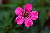 Geranium 'Patricia'