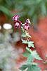 Geranium phaeum flowers